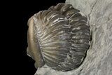 Enrolled Flexicalymene Trilobite With Partial - Mt Orab, Ohio #161714-3